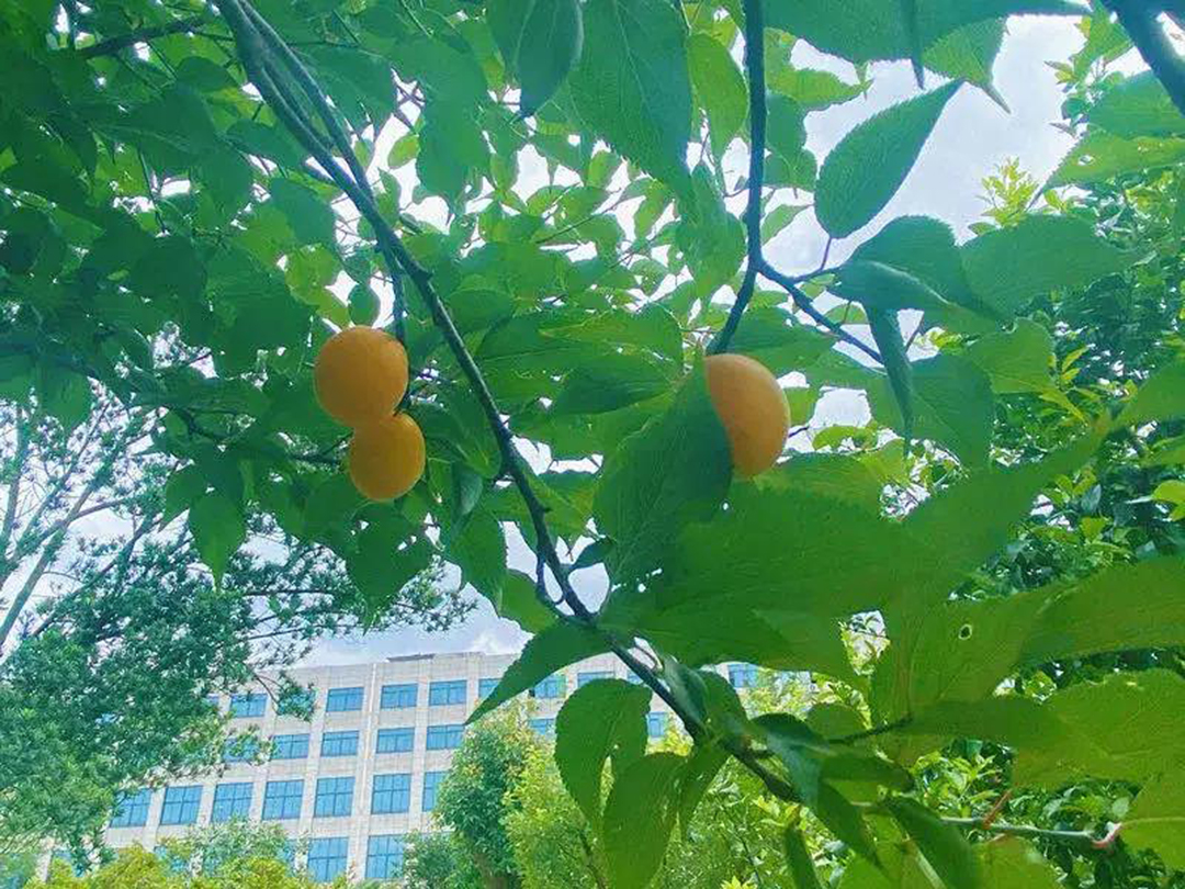 風(fēng)景這邊獨好！東大環(huán)境美景一覽，請查收